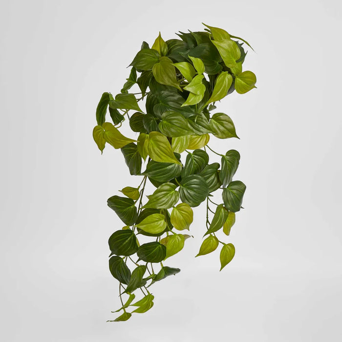Hanging Philodendron Bush Green 1cm  - Pack of 6