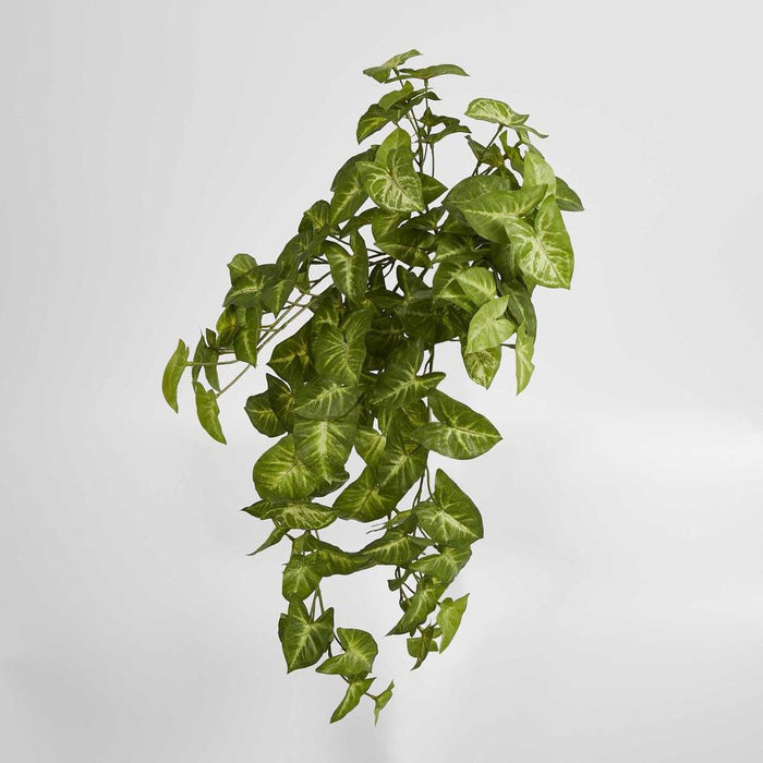 Hanging Syngonium Bush Green 1cm  - Pack of 6