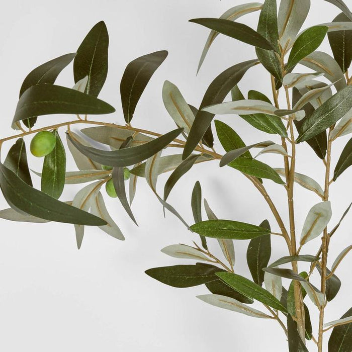 Olive Branch Green 115cm - Pack of 6