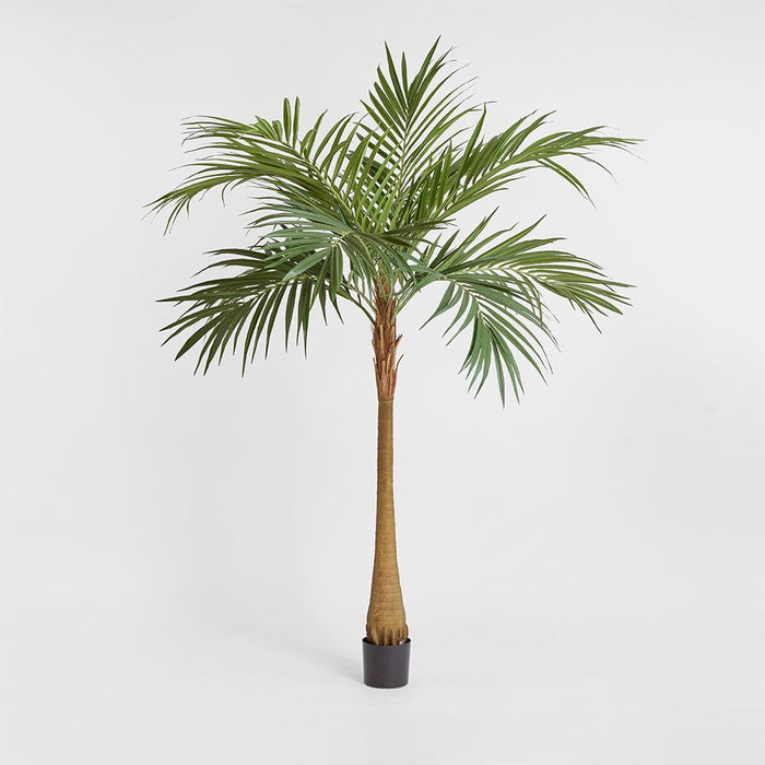 Majesty Palm Tree 240cm