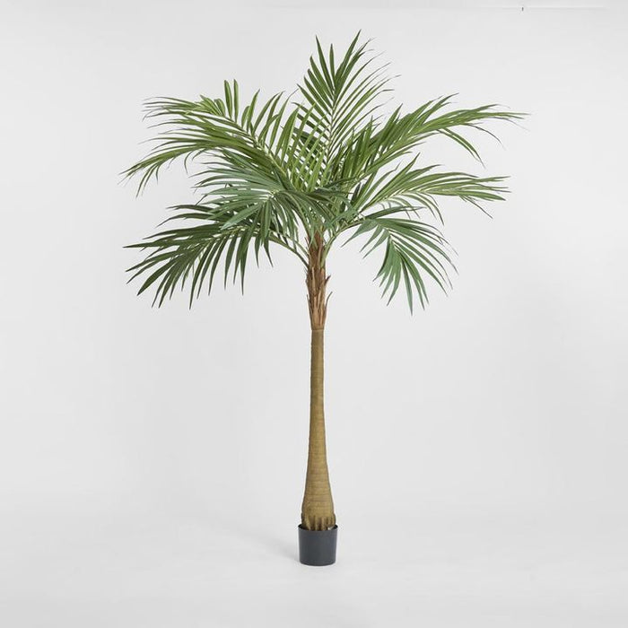 Majesty Palm Tree 240cm
