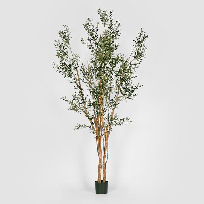 Olive Green Multi Stem Tree 280cm