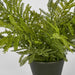Soft Touch Fern in Black Pot 135cm Green - Pack of 4