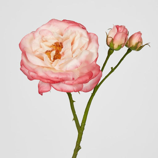 Real Touch Angelina Rose Spray Pink 59cm - Pack of 8