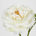 Real Touch Angelina Rose Spray White 59cm - Pack of 8