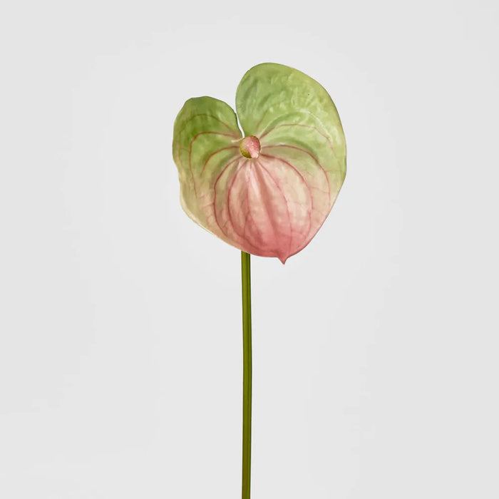 Anthurium Pink Lily 135cm - Pack of 24