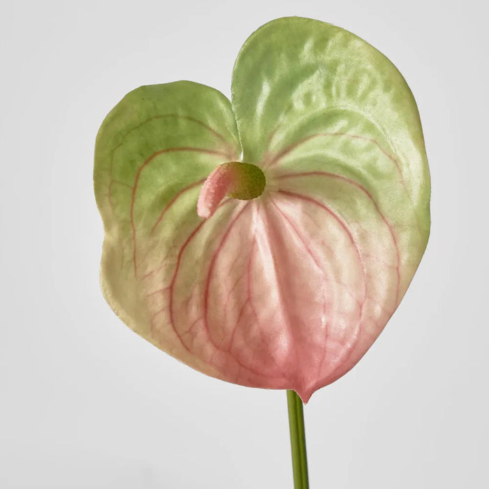 Anthurium Pink Lily 135cm - Pack of 24