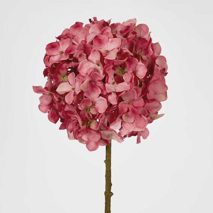 Hydrangea Pink Ball Head - Pack of 12