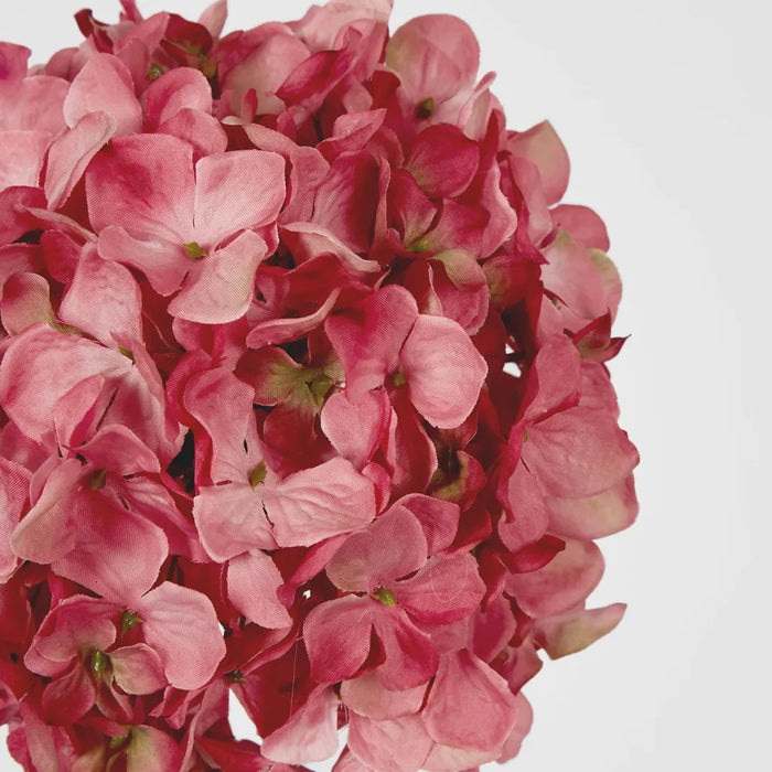 Hydrangea Pink Ball Head - Pack of 12