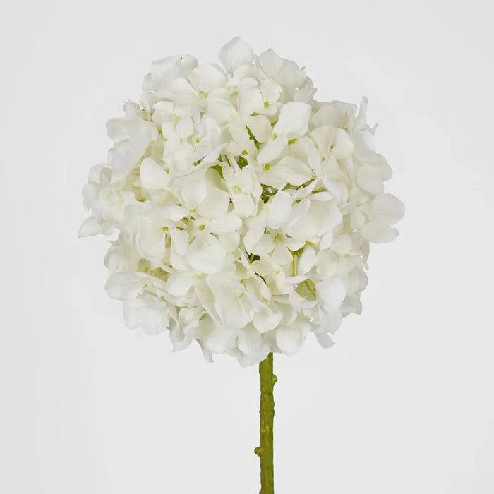 Hydrangea White Ball Head - Pack of 12