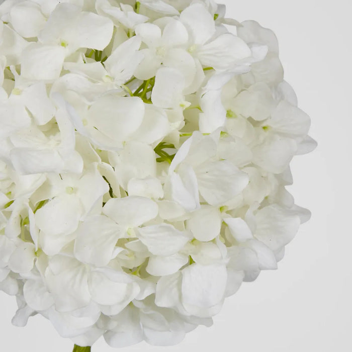 Hydrangea White Ball Head - Pack of 12