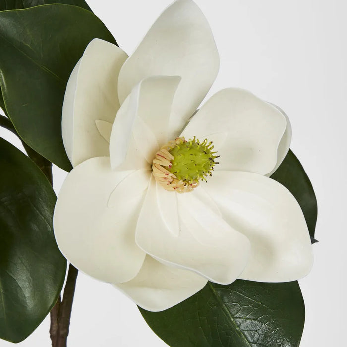 Double Head White Magnolia With Bud - Pack of 12