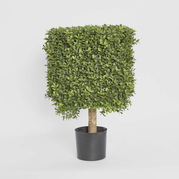 Boxwood Square Top Topiary 55cm