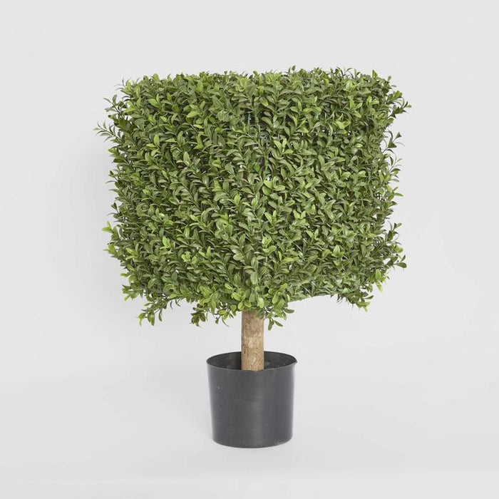 Boxwood Square Top Topiary 55cm