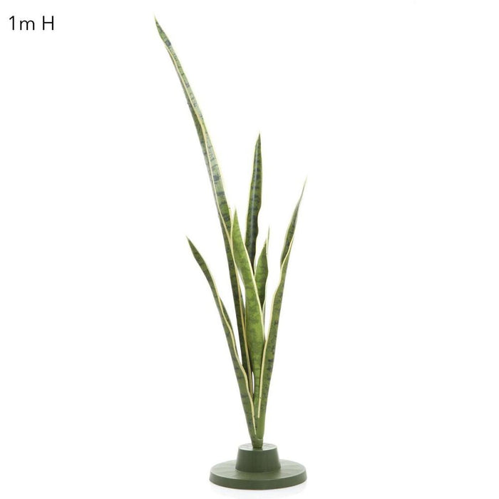 Mother-In-Law's Tongue Green 105cm Pack of 6