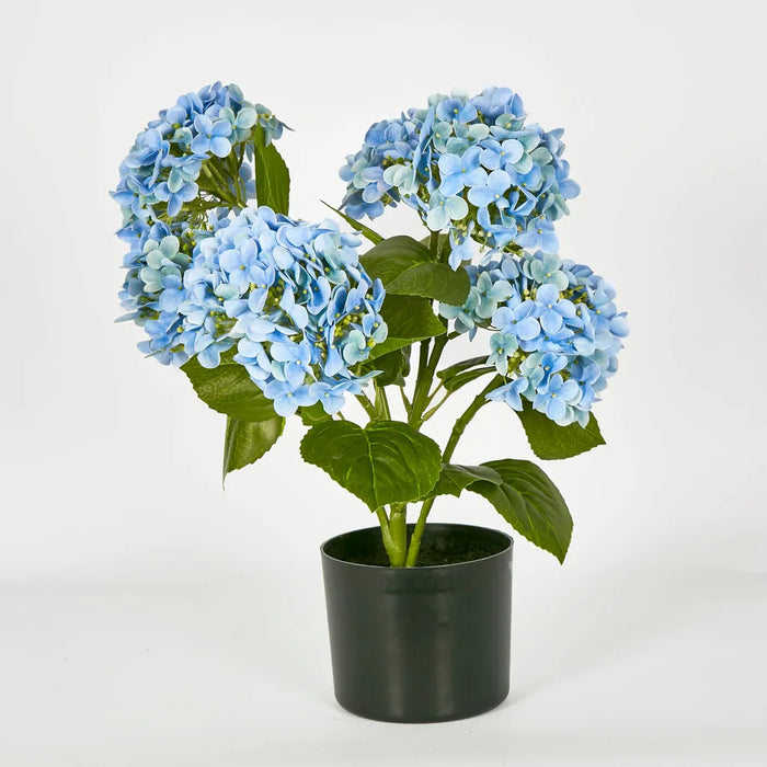 Potted Hydrangea Blue 53cm