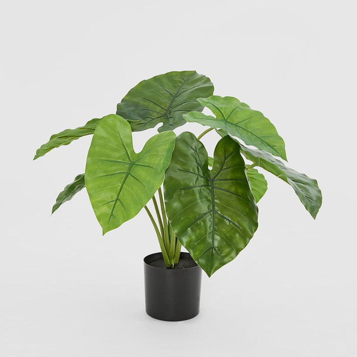 Potted Real Touch Philodendron 50cm Set of 2