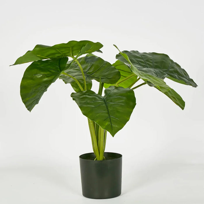 Potted Real Touch Philodendron 50cm Set of 2