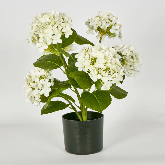 Potted Hydrangea White 53cm