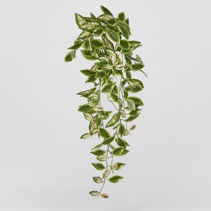 Hanging Green Hoya Leaf Bush 98cm - Pack of 18