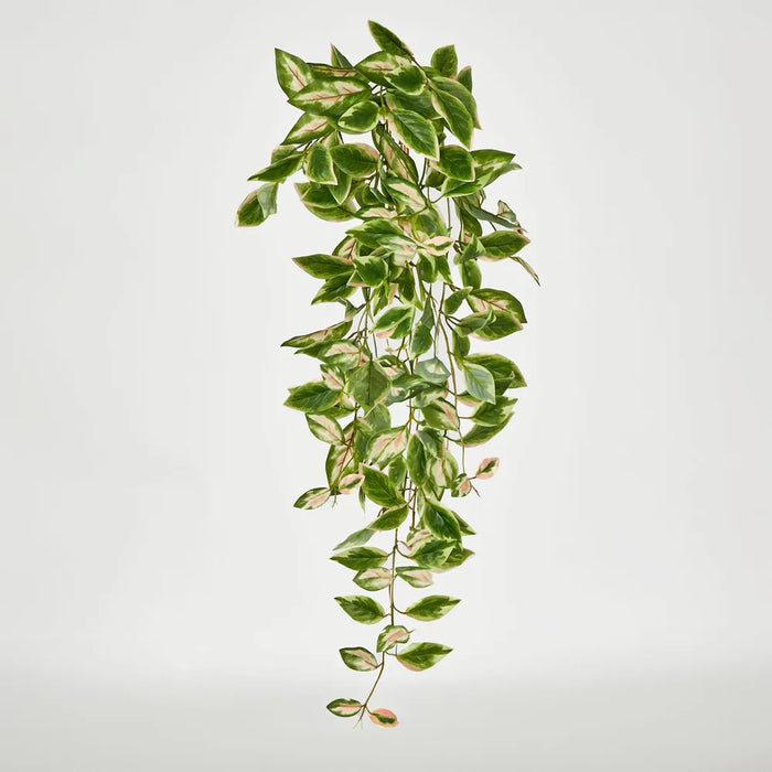 Hanging Green Hoya Leaf Bush 98cm - Pack of 18