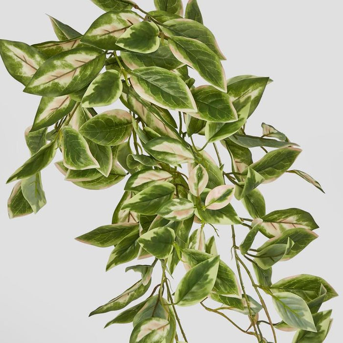 Hanging Green Hoya Leaf Bush 98cm - Pack of 18