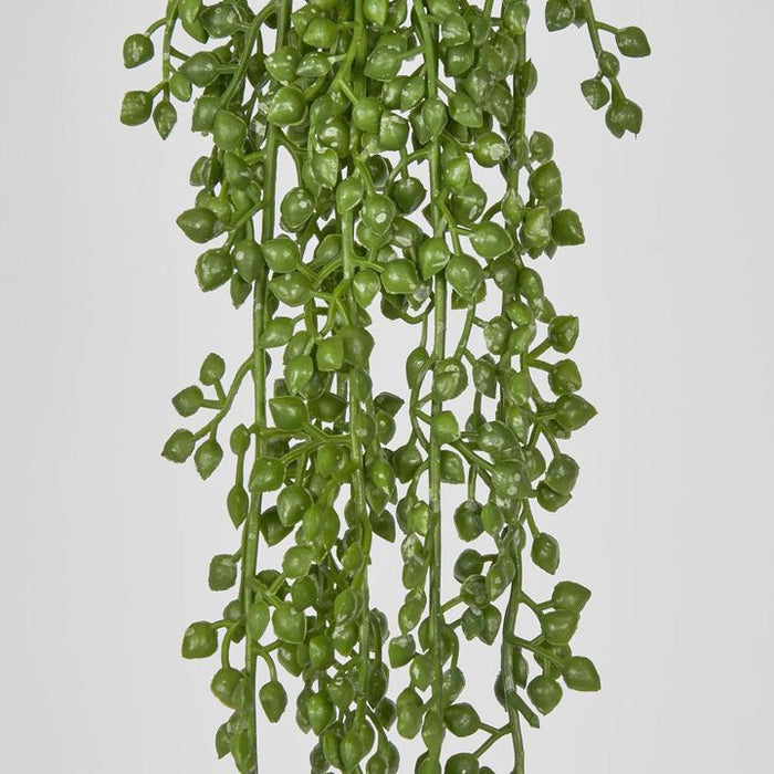 Senecio Vine Green 73cm - Pack of 24