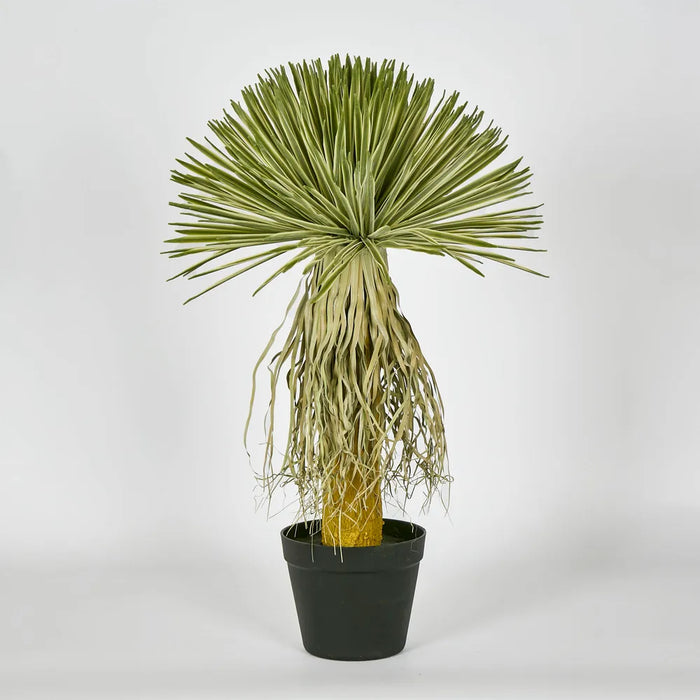 Variegated Grass Tree 60cm