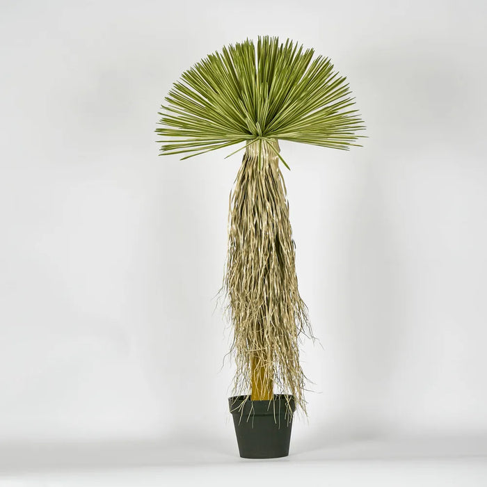 Variegated Grass Tree 120cm