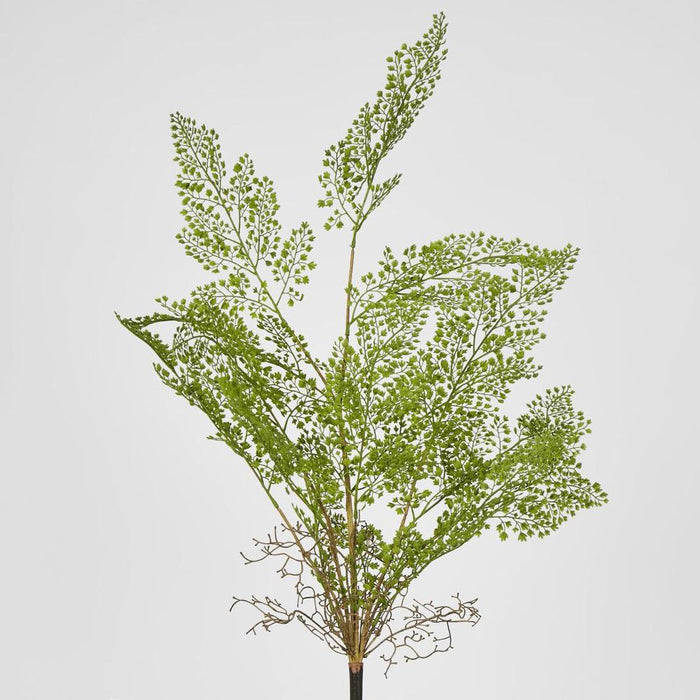 Maidenhair Fern Root Spray Green 90cm Pack of 12