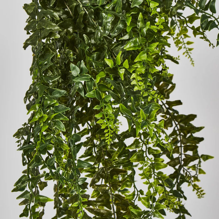 Hanging Bakers Fern Green – Pack of 6