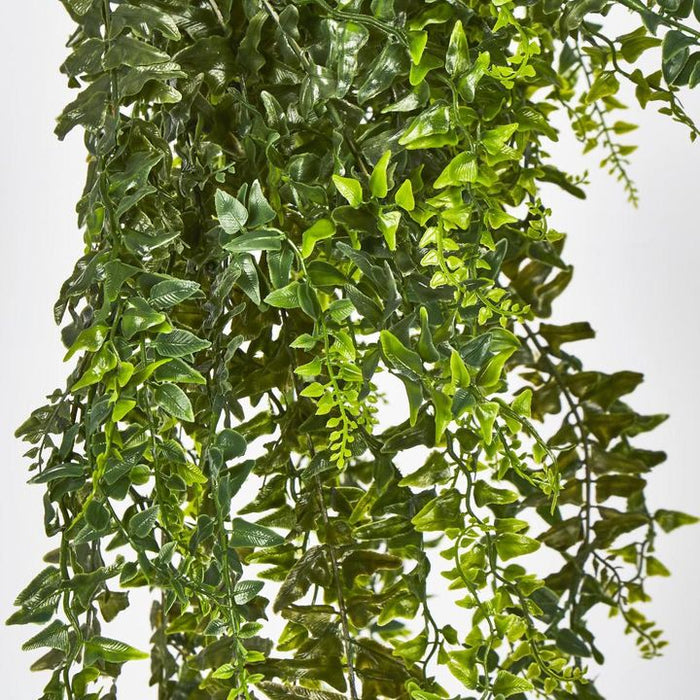Hanging Bakers Fern Green – Pack of 6