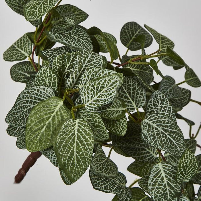 Fittonia Hanging Bush Green 71cm – Pack of 12