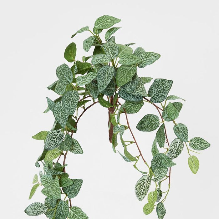 Fittonia Hanging Bush Green 71cm – Pack of 12