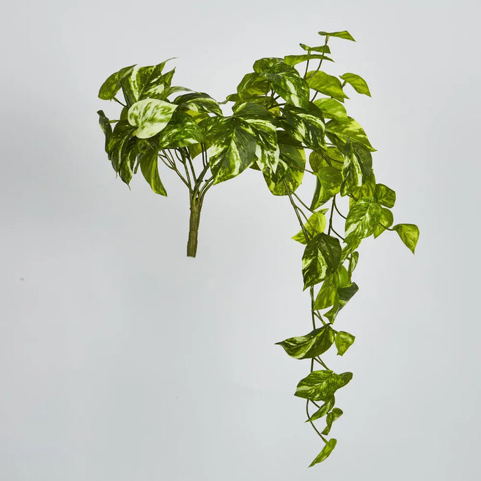 Marble Pothos Hanging Bush Green 35cm – Pack of 12