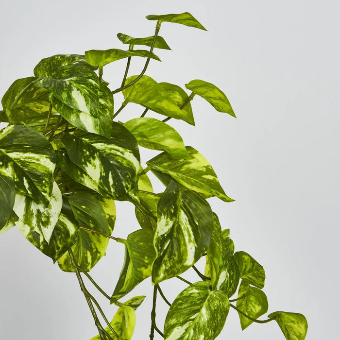 Marble Pothos Hanging Bush Green 35cm – Pack of 12