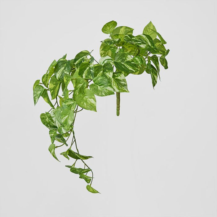 Marble Pothos Hanging Bush Green 35cm – Pack of 12