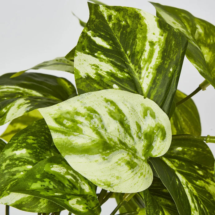 Marble Pothos Hanging Bush Green 35cm – Pack of 12