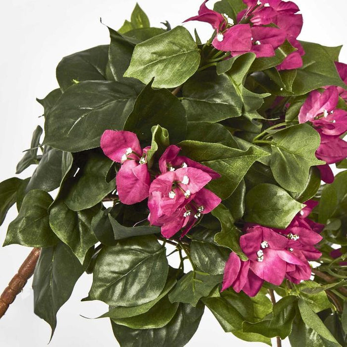 Bougainviilea Hanging Bush Fuchsia - Pack of 6