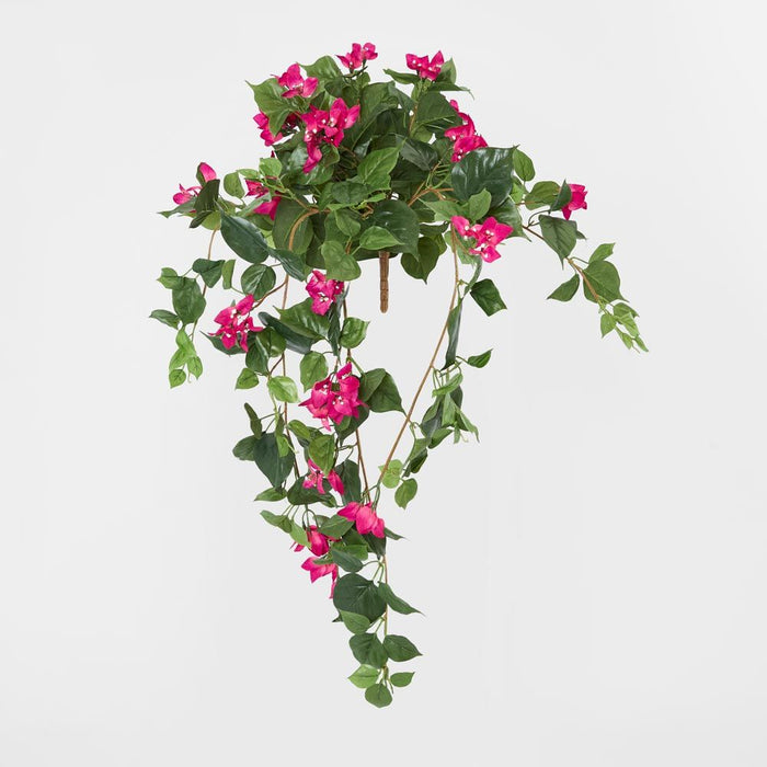 Bougainviilea Hanging Bush Fuchsia - Pack of 6