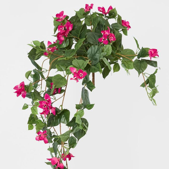 Bougainviilea Hanging Bush Fuchsia - Pack of 6