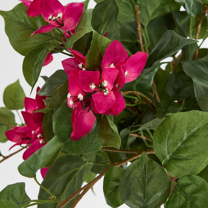 Bougainviilea Hanging Bush Fuchsia - Pack of 6