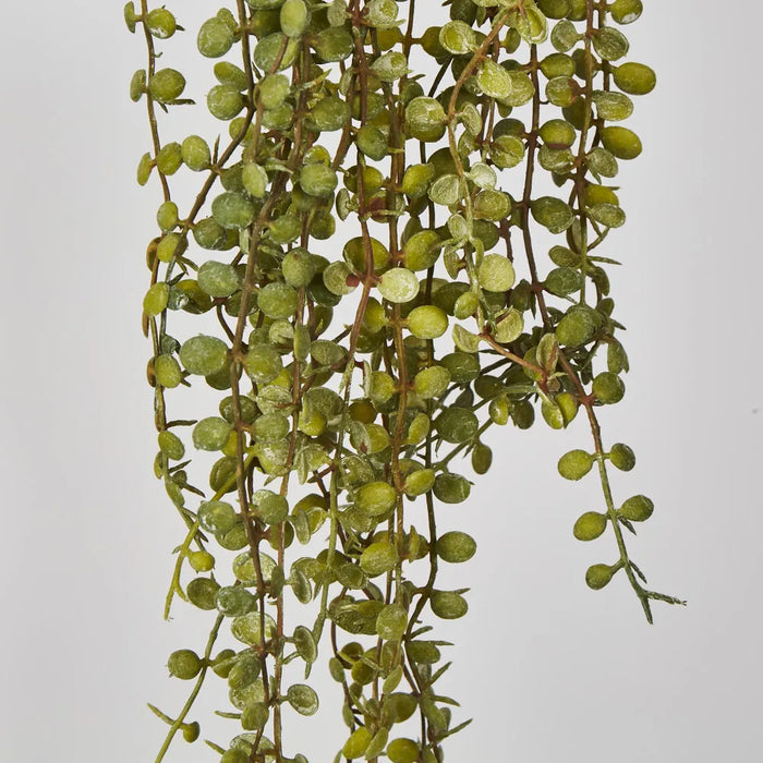 Button Fern Vine Pellaea Rotundifolia Green 56cm – Pack Of 24