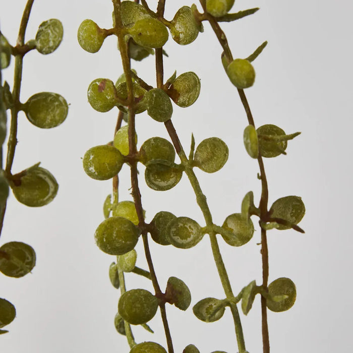 Button Fern Vine Pellaea Rotundifolia Green 56cm – Pack Of 24