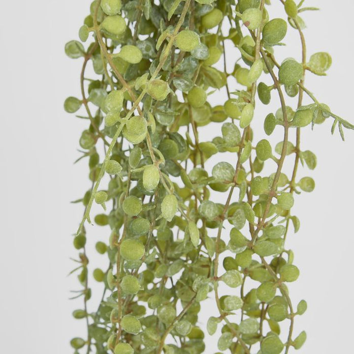 Button Fern Vine Pellaea Rotundifolia Green 56cm – Pack Of 24