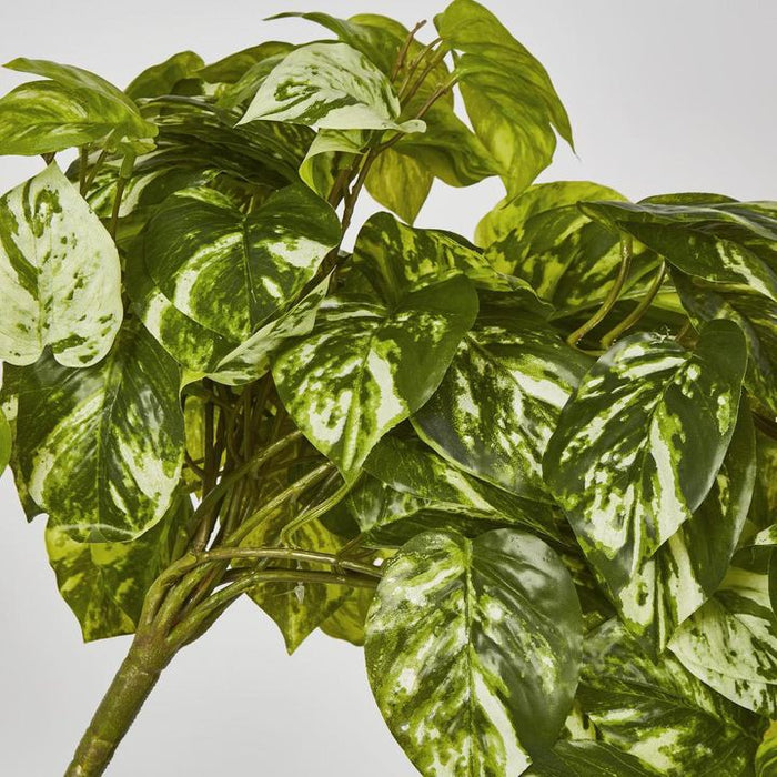 Pothos Hanging Bush Green - Pack of 4