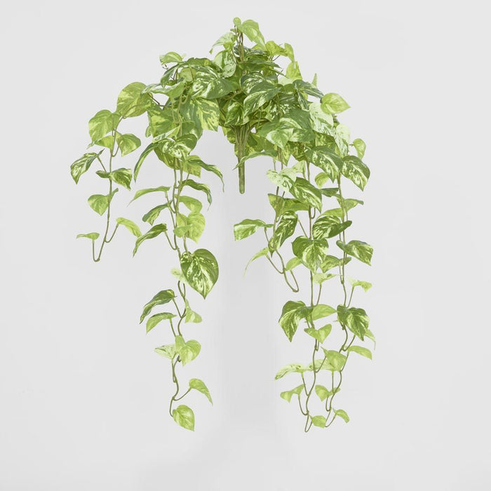 Pothos Hanging Bush Green - Pack of 4