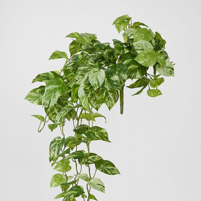 Pothos Hanging Bush Green - Pack of 4
