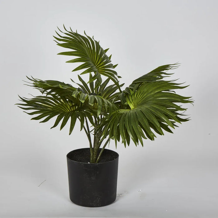 Fountain Palm In Pot Green 45cm – Pack Of 4