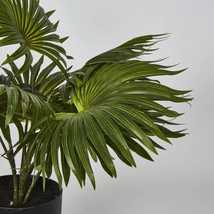 Fountain Palm In Pot Green 45cm – Pack Of 4